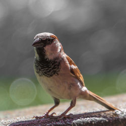Close-up of a bird