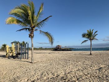 Palm trees on beach against clear sky on isabela island galapagos 