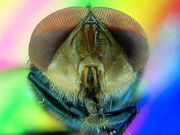 Macro shot of housefly