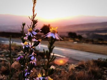 Close-up of purple flowering plants on field during sunset