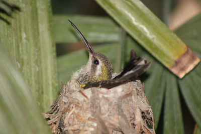 Mother hummingbird