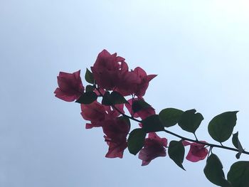 Low angle view of bougainvillea blooming against clear sky
