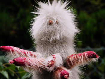 Close-up of monkey on tree