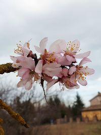 Close-up of apple blossoms in spring