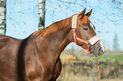 Close-up of horse standing on field