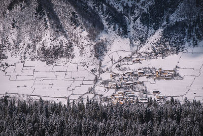 Plants growing on land during winter