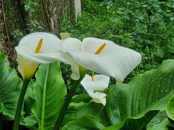 Close-up of white flowering plants