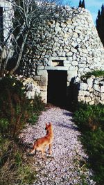 Dog lying on the ground