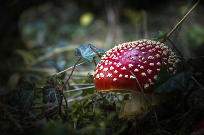 Close-up of fly agaric mushroom