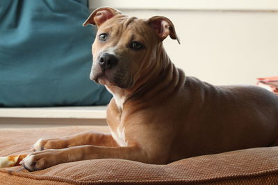 Dog lying on bed at home