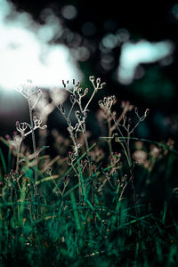 Close-up of grass growing on field