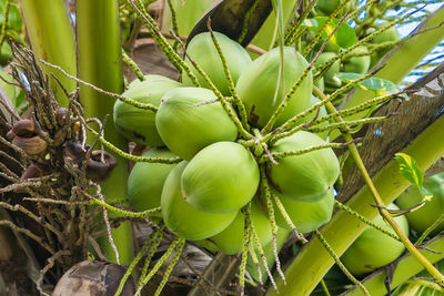 Close-up of fruits growing on tree