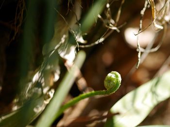 Close-up of raindrops on tree branch