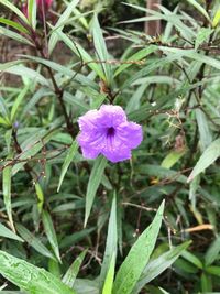 Close-up of purple flowering plant