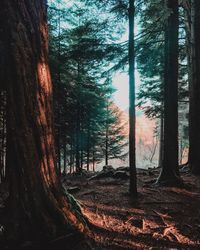 Trees in forest