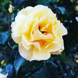 Close-up of yellow rose blooming outdoors