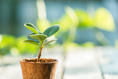 Close-up of potted plant on table