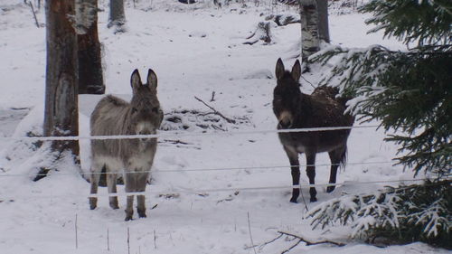 Horses on snow covered field