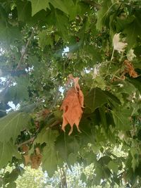 Close-up of insect on leaves