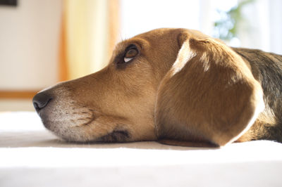 Close-up of dog