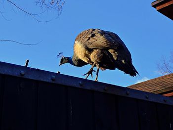 Low angle view of eagle perching on wood against sky