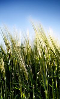 Close-up of wheat field against clear sky