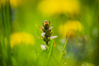 Close-up of insect on plant