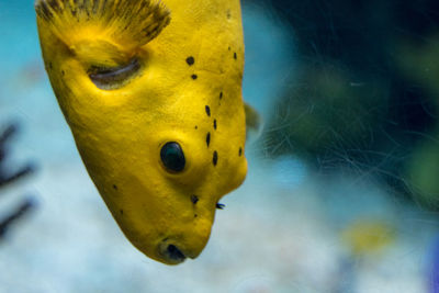 Close-up of yellow jellyfish swimming in aquarium