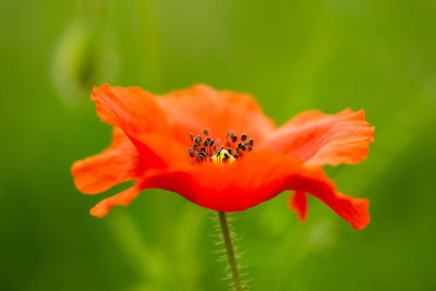 Close-up of orange poppy