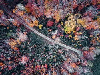 High angle view of trees in forest during autumn