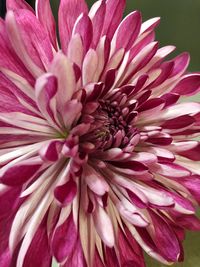 Close-up of pink dahlia blooming outdoors