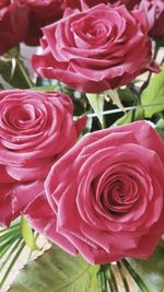 Close-up of pink roses