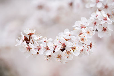 Close-up of cherry blossom