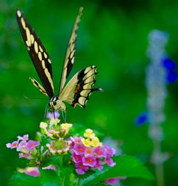 Close-up of butterfly pollinating on pink flower