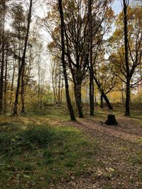 Trees in forest