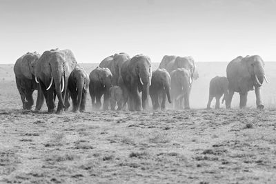 Black and white image of a herd of elephants walking on field against sky