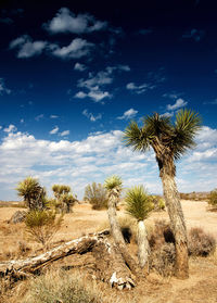 Palm trees in desert