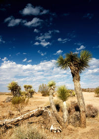 Joshua trees in desert