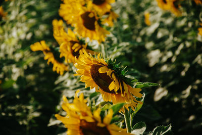 Close-up of yellow flowering plant