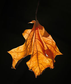 leaf