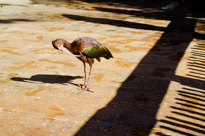 Close-up of bird perching