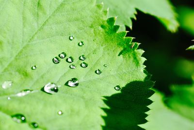 Close-up of raindrops on leaf