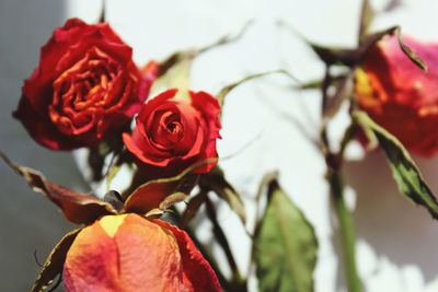 Close-up of red roses