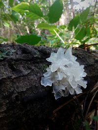 Close-up of white flowering plant