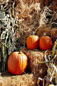  minature pumpkins