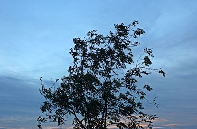 Low angle view of silhouette tree against sky