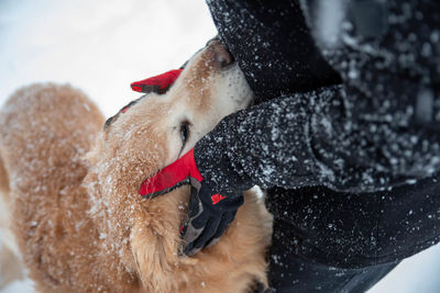 Close-up of dog in snow