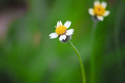 Close-up of white flowering plant