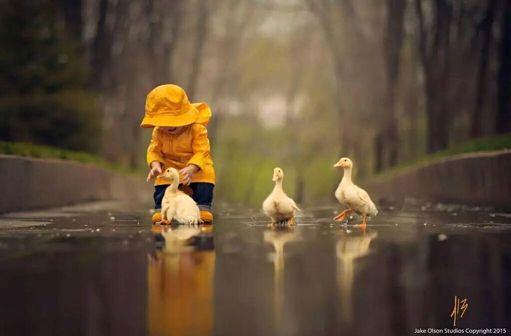 animal themes, animals in the wild, bird, wildlife, water, reflection, lake, waterfront, focus on foreground, perching, two animals, swimming, one animal, nature, duck, zoology, outdoors, no people, day, three animals