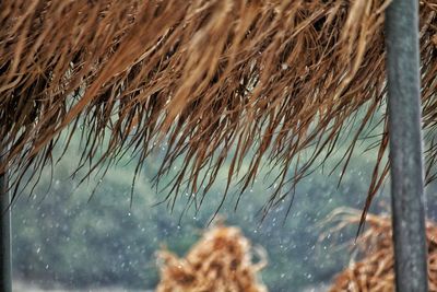 Close-up of wet plants during sunset